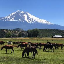 SFCC Summer Camp horses